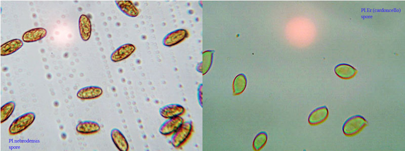 l''oro delle Madonie: P. nebrodensis (u funciu ri basiliscu)